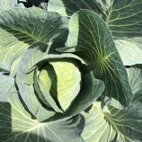 Капуста Орегон F1 