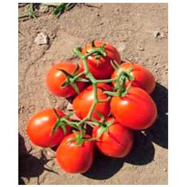 Ангел F1 семена томата дет. (May Seeds)
