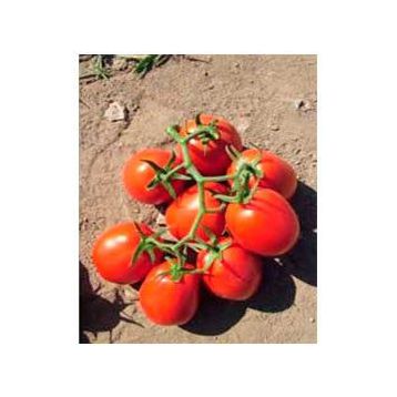 Ангел F1 семена томата дет. (May Seeds)