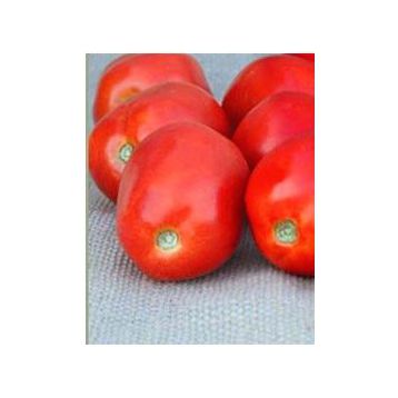 Зейна F1 семена томата дет. (May Seeds)