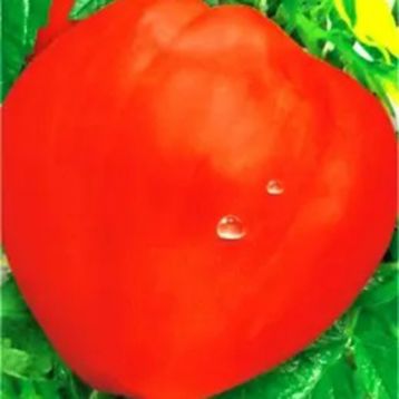 Томат Волове Серце червоне 