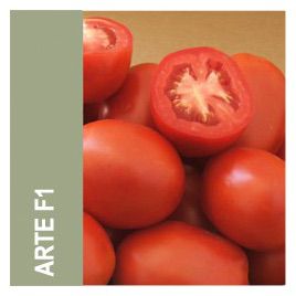 Арте F1 семена томата дет. (May Seeds)