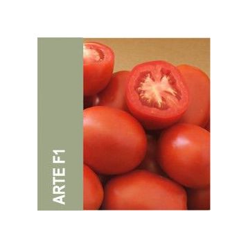 Арте F1 семена томата дет. (May Seeds)