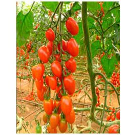 Плумер F1 семена томата индет. черри (May Seeds)