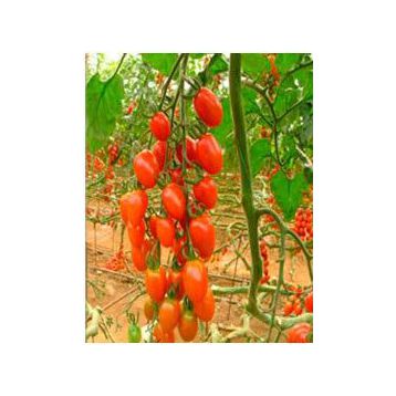 Плумер F1 семена томата индет. черри (May Seeds)
