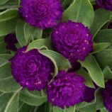 Гомфрена Гном пурпурная 