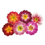 Примула Данова F1 метеор суміш (meteor mix) 