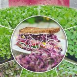 Микрозелень Санго редис 