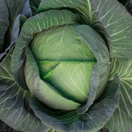 Капуста Кейко F1 (INX 524 F1) 