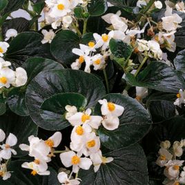 Бегонія Інферно F1 White on Green Foliage 