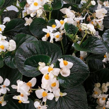 Бегония Инферно F1 White on Green Foliage 