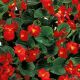 Бегония Инферно F1 Red on Green Foliage 