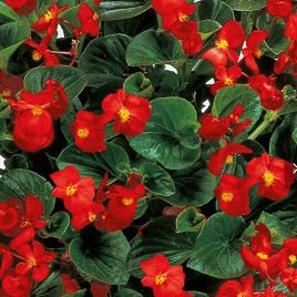 Бегония Инферно F1 Red on Green Foliage 
