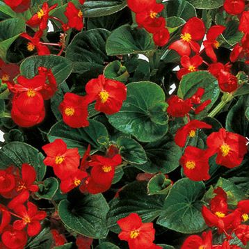 Бегония Инферно F1 Red on Green Foliage 