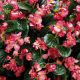 Бегония Инферно F1 Rose on Green Foliage 