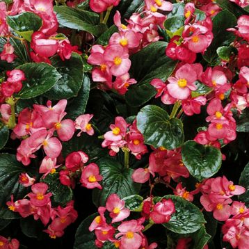 Бегония Инферно F1 Rose on Green Foliage 
