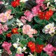 Бегония Инферно F1 Mix on Green Foliage 