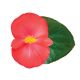Бегонія Вікінг F1 (Viking F1) Coral Flame on Green 