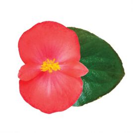 Бегонія Вікінг F1 (Viking F1) Coral Flame on Green 