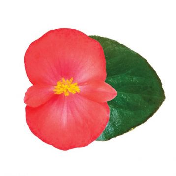 Бегонія Вікінг F1 (Viking F1) Coral Flame on Green 