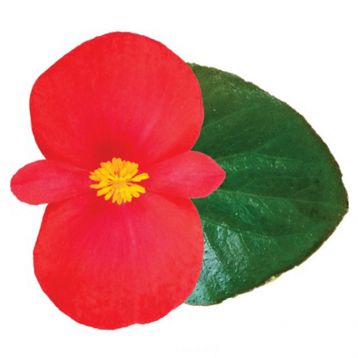Бегонія Вікінг F1 (Viking F1) Red on Green 