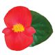 Бегония Викинг F1 (Viking F1) Scarlet on Green 