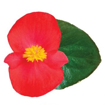 Бегонія Вікінг F1 (Viking F1) Scarlet on Green