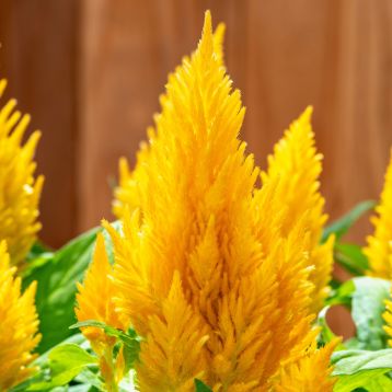 Целозія Кімоно жовта (yellow) 