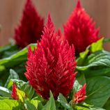 Целозія Кімоно скарлет (scarlet) 