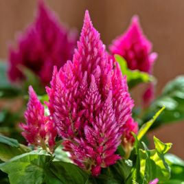 Целозія Кімоно salmon pink 