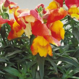 Антирринум Флорал Шоуер F1 apricot 