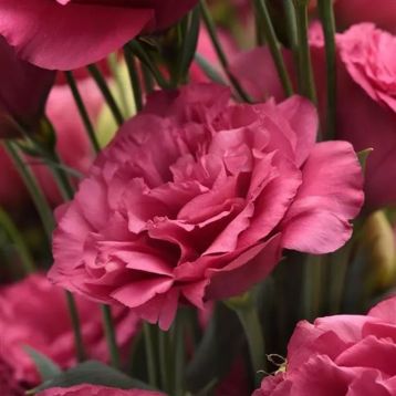 Эустома Кан Кан F1 (Can Can F1) carmine rose 