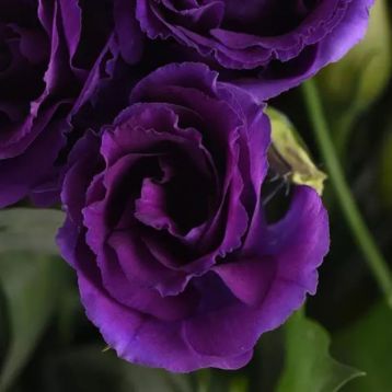 Эустома Кан Кан F1 (Can Can F1) purple 