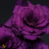 Эустома Флер F1 (Flare F1) blue deep