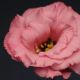 Эустома Флер F1 (Flare F1) rose deep 