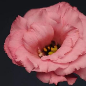 Эустома Флер F1 (Flare F1) rose deep 