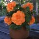 Бегония Амери Гибрид Рафлд F1 абрикосовый (Rufled Apricot)an)