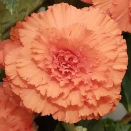 Амери Гибрид Рафлд F1 абрикосовый (Rufled Apricot) семена бегонии клубневой (туберозы) (Pan American)