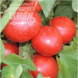 Вико (309) F1 семена томата дет. (Erste Zaden)