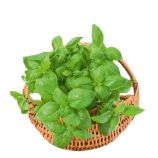 Боназза насіння базиліка тип Генуезький зеленого (Leda Agro)