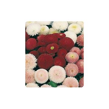 Аурелия Mix семена маргаритки дражированные (Kitano Seeds)