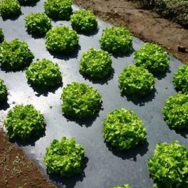 Пленка мульчирующая черная 30 мкм для овощей 0,8 м