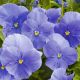 Виола Фино F1 Mid Blue 