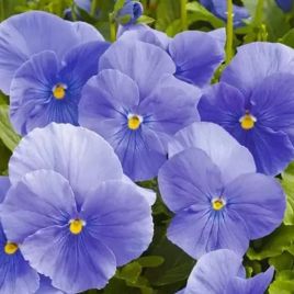 Виола Фино F1 Mid Blue 