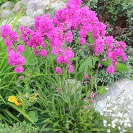 Ліхніс вискарію (горицвіт) Розетта рожева (pink) 