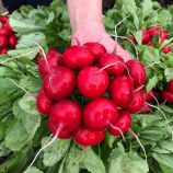 Редис Меліто F1 (калібр 3,4-3,6) 