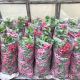 Мелито F1 (калибр 3,4-3,6) семена редиса 22-25 дн. (Hazera)