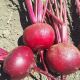 Привилегия F1 (Privilege F1, CRX 409 F1) семена свеклы столовой средней 100-105 дн. (Cora Seeds)