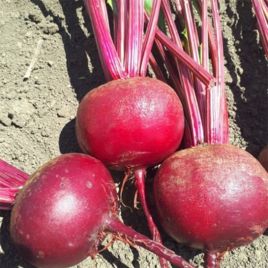 Привилегия F1 (Privilege F1, CRX 409 F1) семена свеклы столовой средней 100-105 дн. (Cora Seeds)