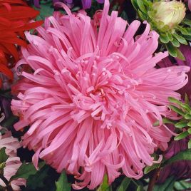 Айстра Остріч рожева (pink) 